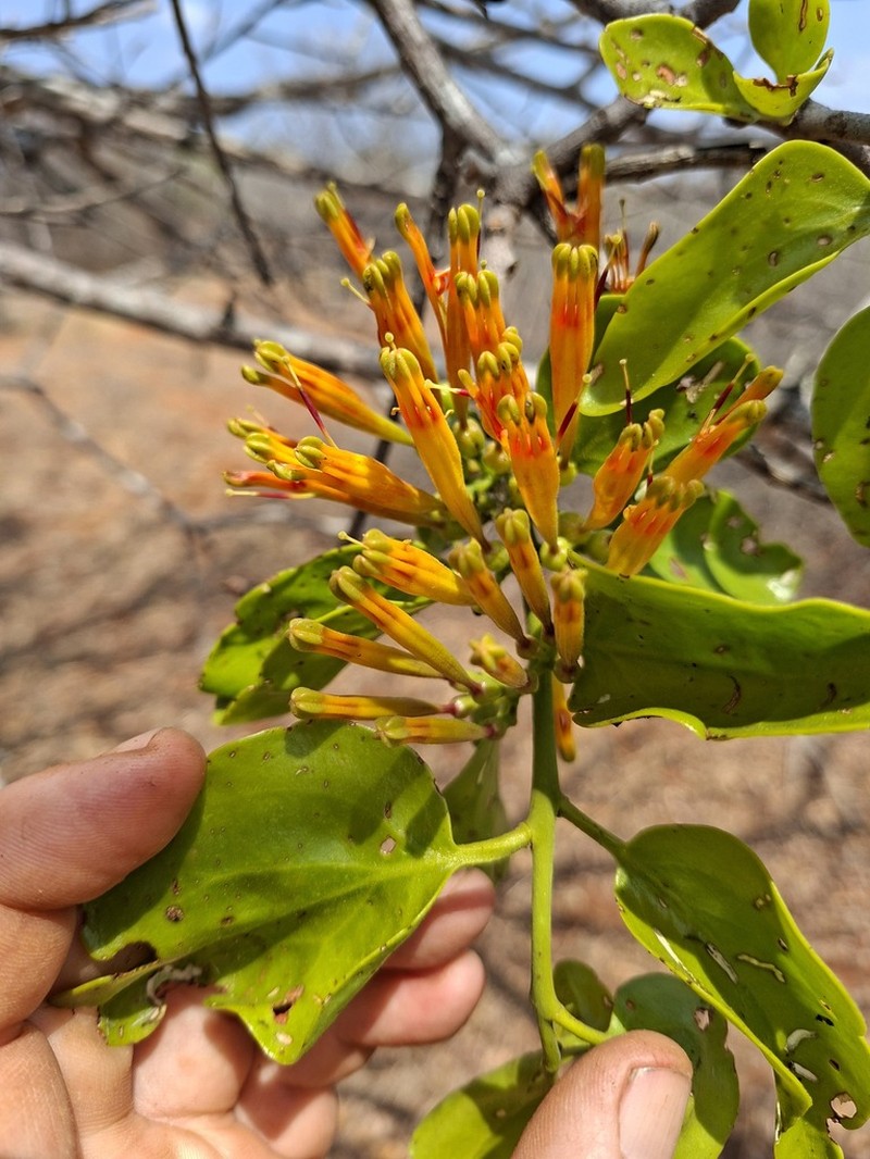 Agelanthus crassifolius photo 7