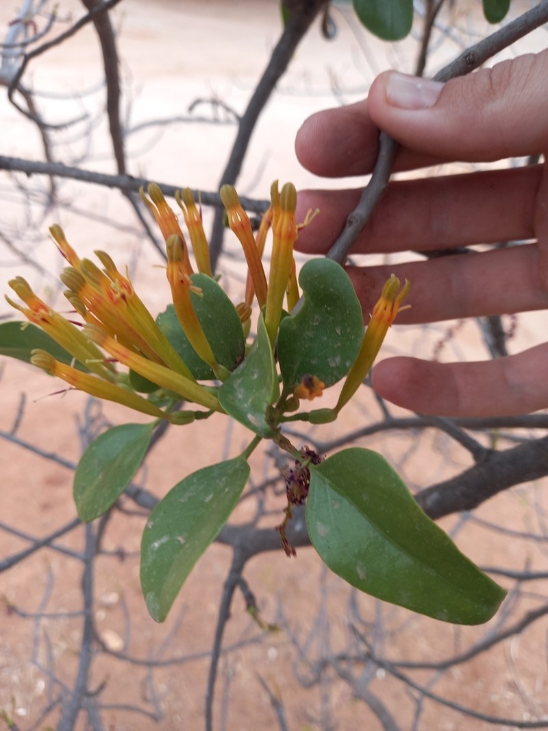 Agelanthus crassifolius photo 8