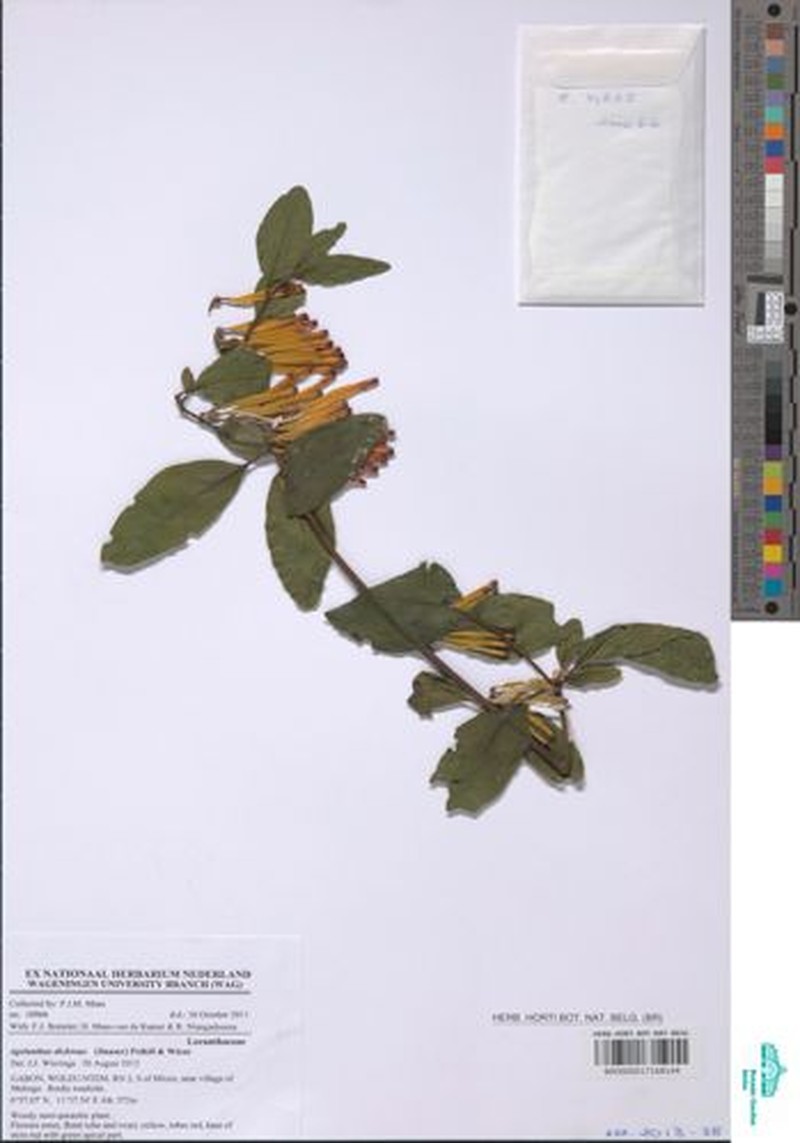 Agelanthus dichrous