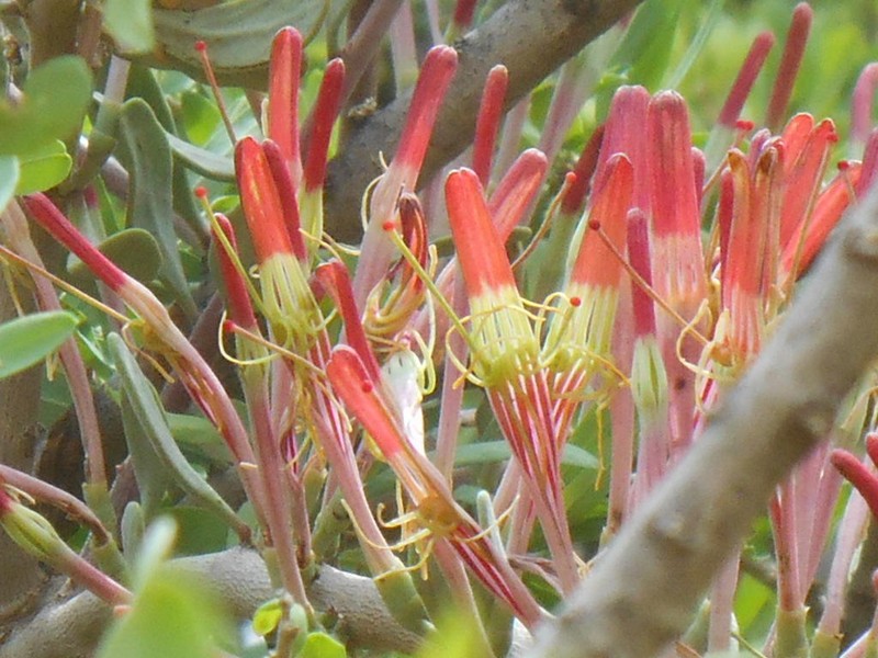 Agelanthus discolor