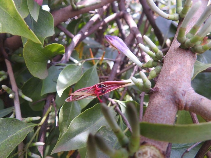 Agelanthus dodoneifolius