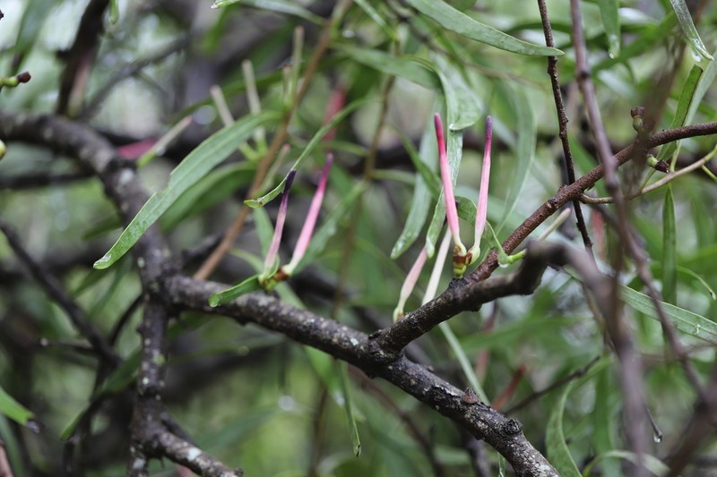 Agelanthus dodoneifolius photo 2