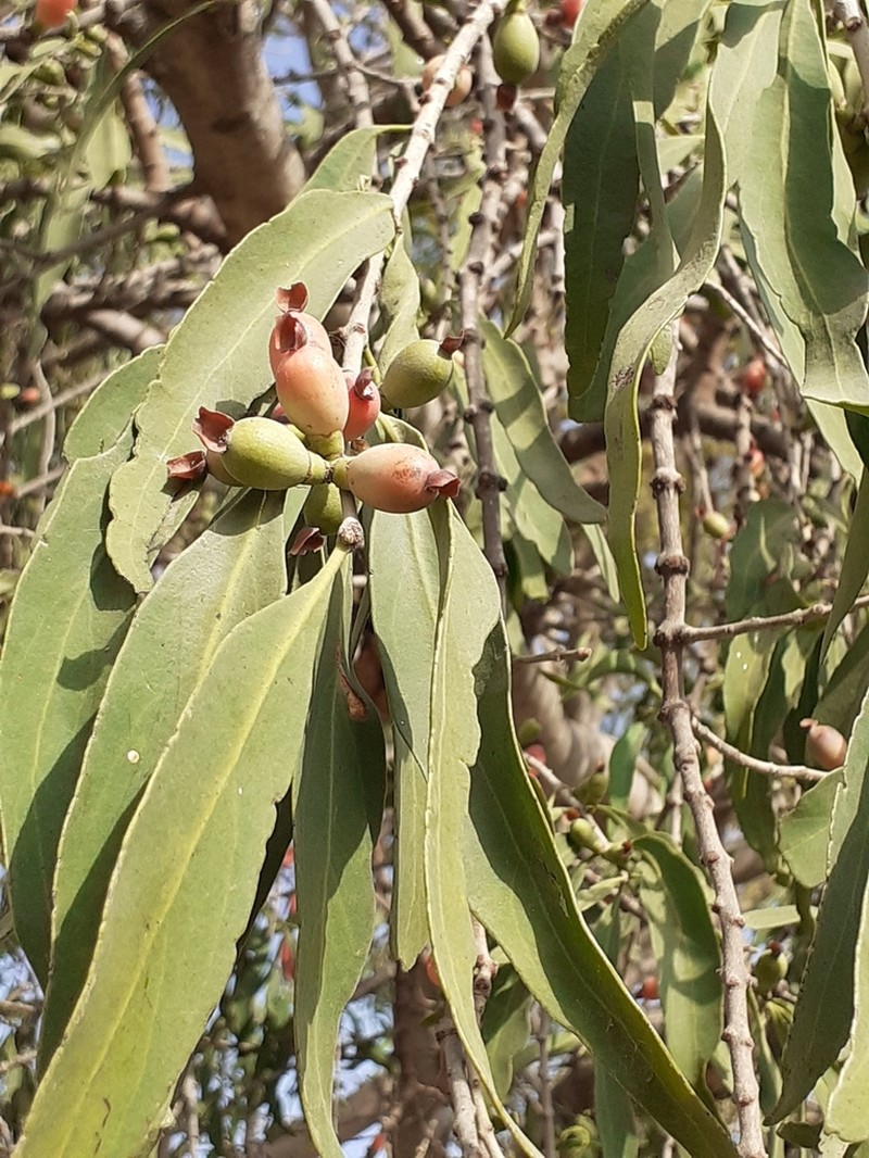 Agelanthus dodoneifolius photo 3
