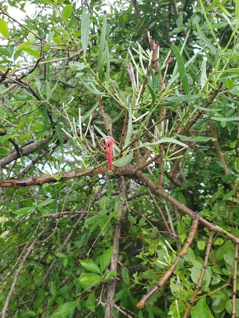 Agelanthus dodoneifolius photo 4