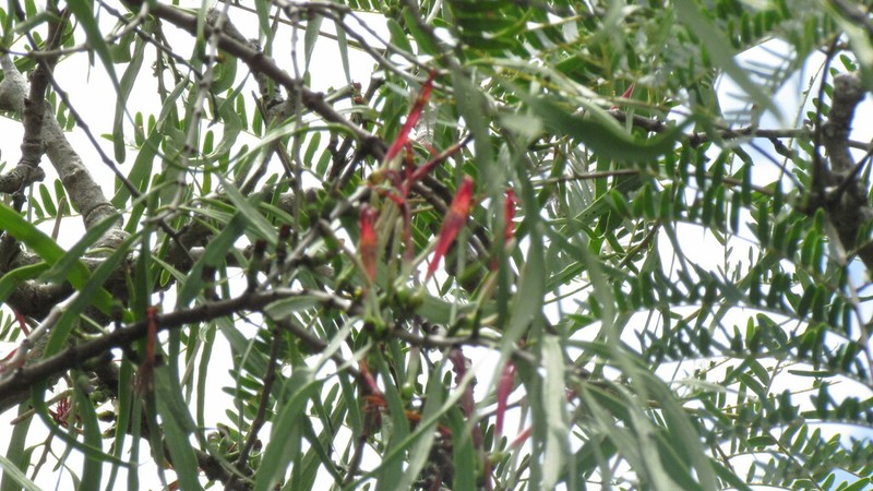 Agelanthus dodoneifolius photo 5
