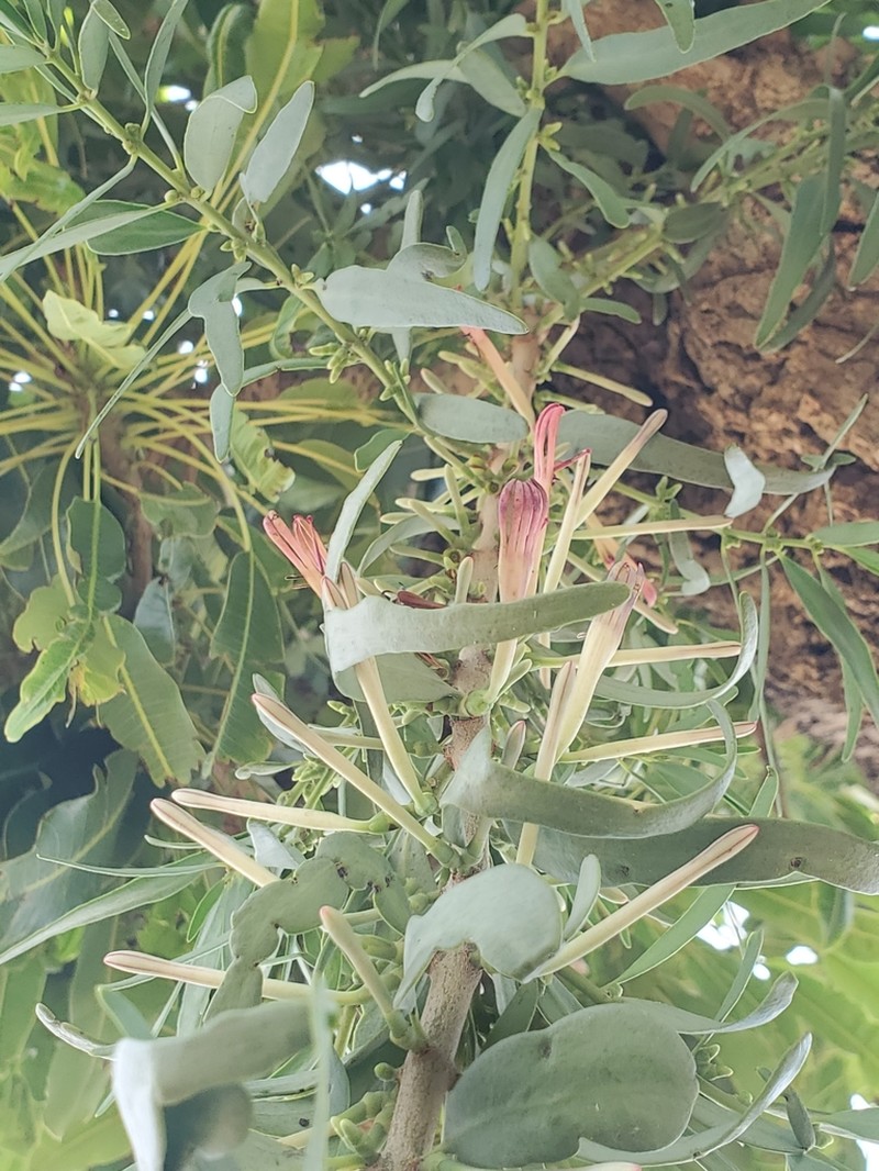 Agelanthus dodoneifolius photo 7