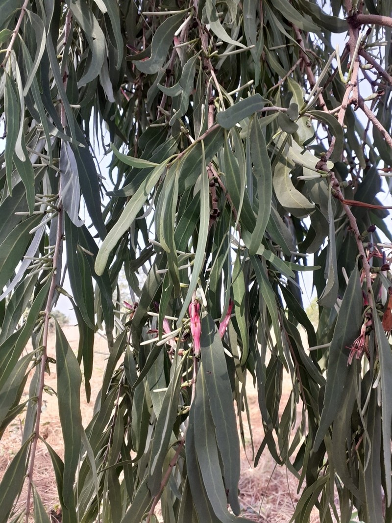 Agelanthus dodoneifolius photo 8