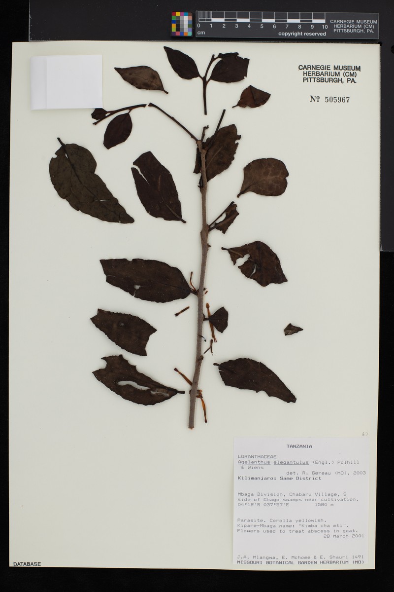 Agelanthus elegantulus