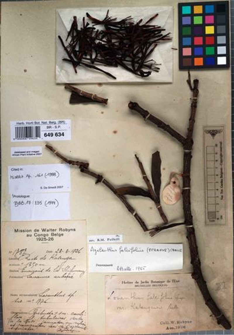 Agelanthus falcifolius