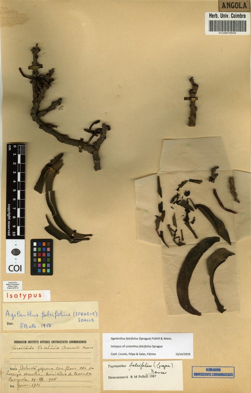 Agelanthus falcifolius photo 2