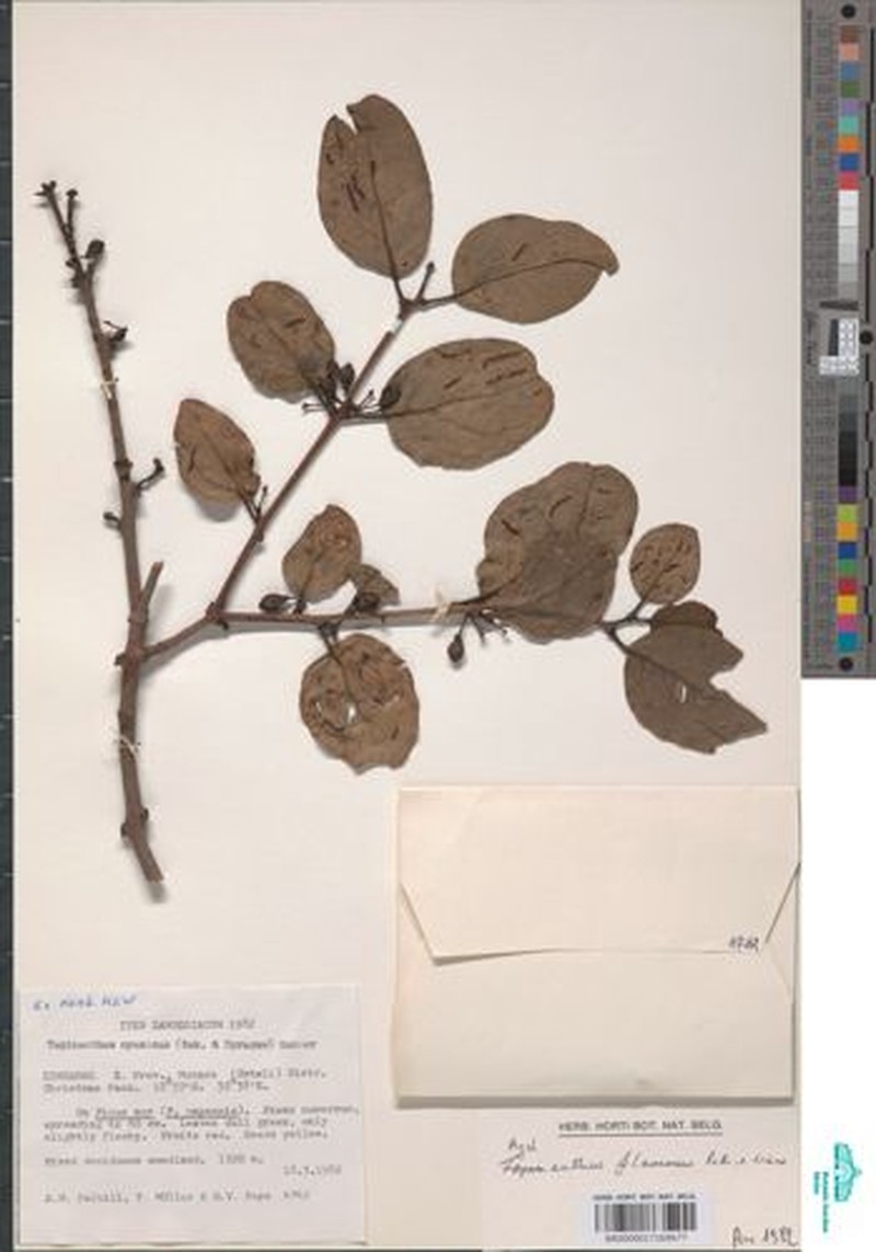 Agelanthus flammeus