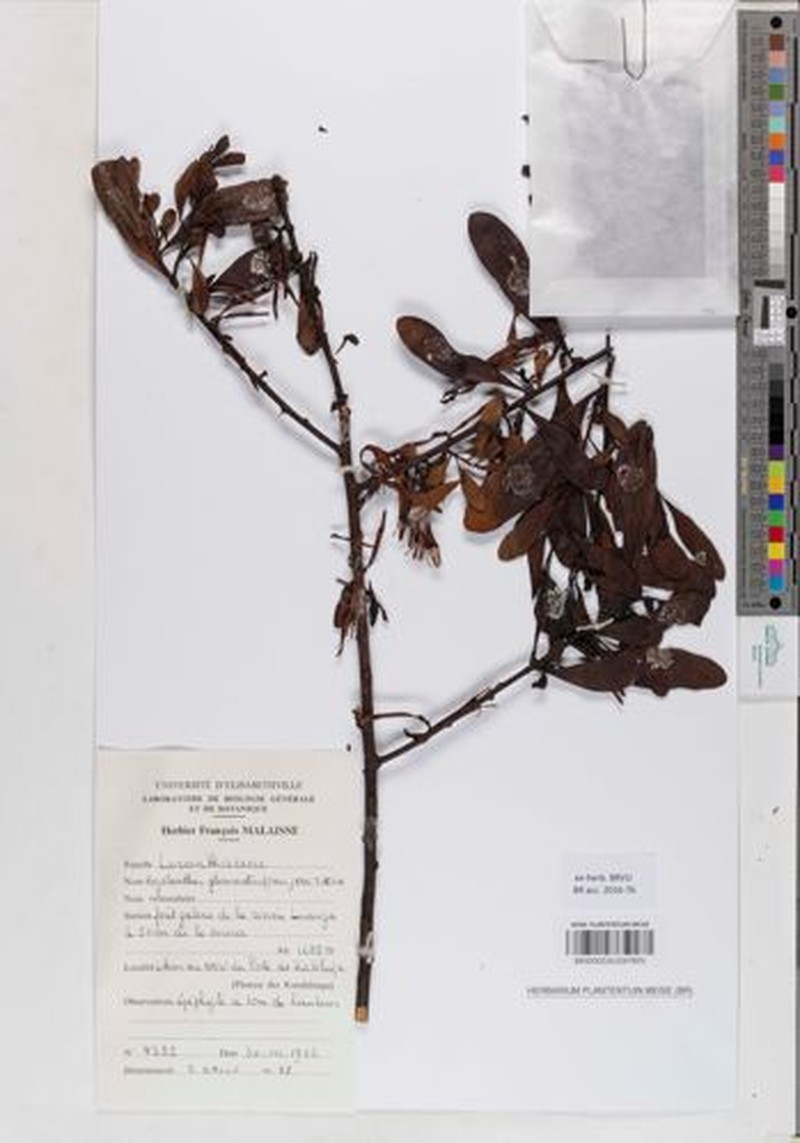 Agelanthus glomeratus