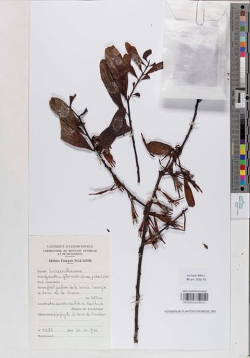 Agelanthus glomeratus photo 2