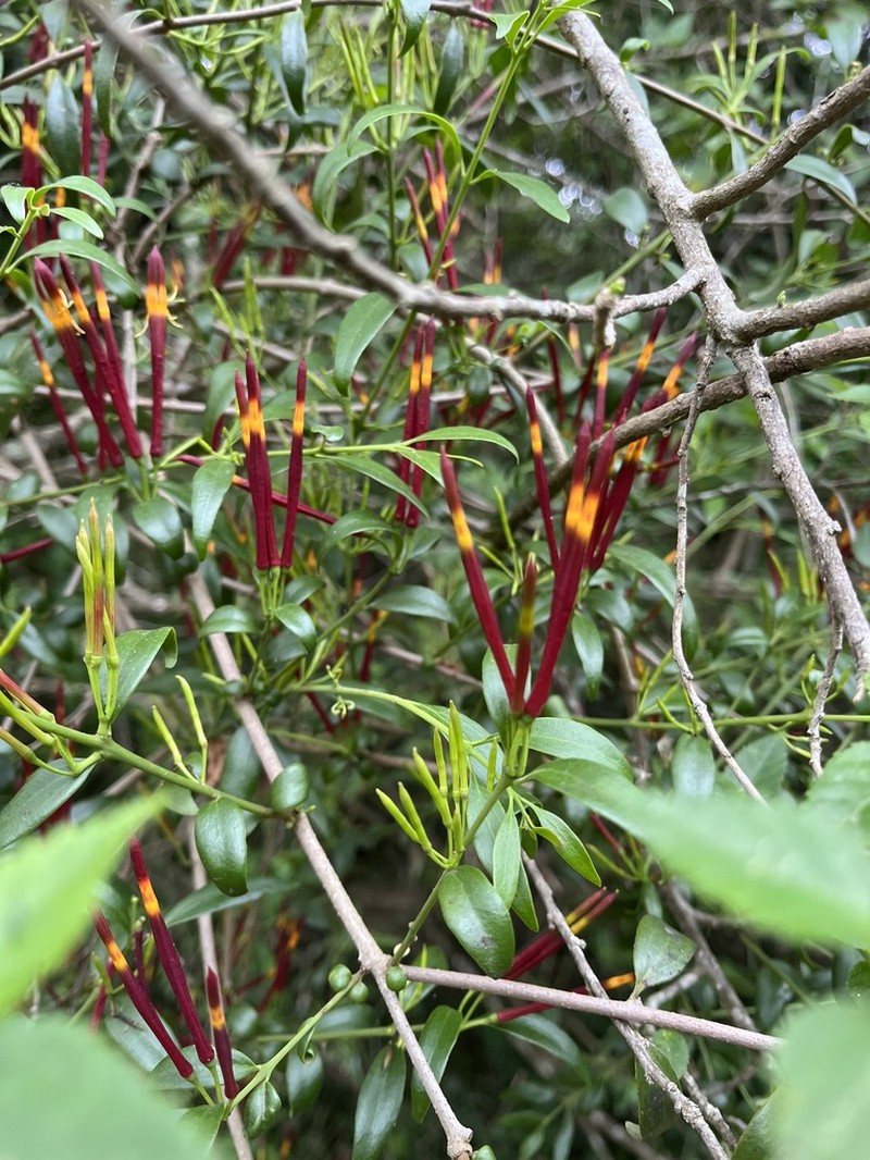 Agelanthus gracilis