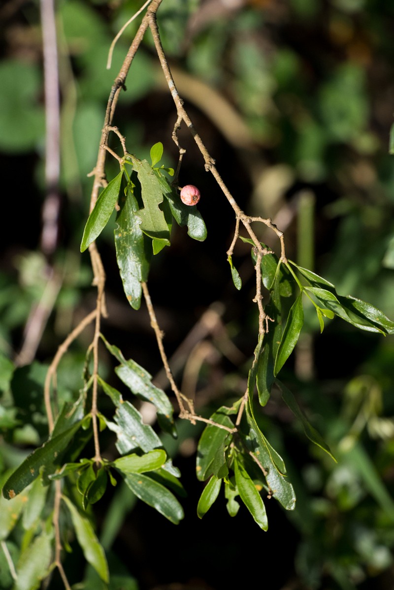 Agelanthus gracilis photo 2