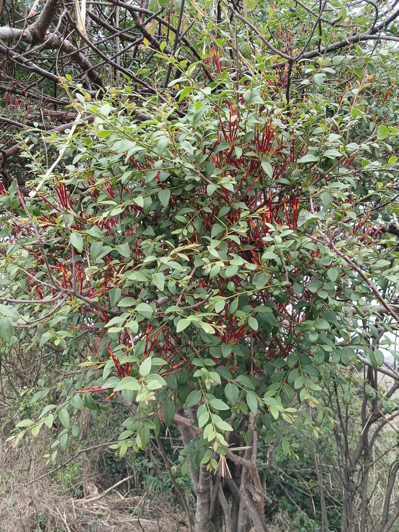 Agelanthus gracilis photo 3