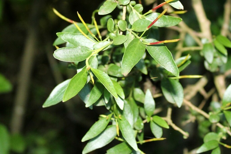 Agelanthus gracilis photo 4