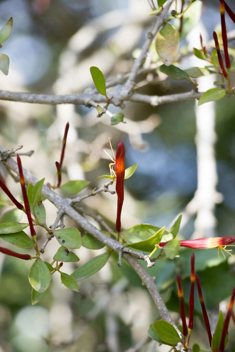 Agelanthus gracilis photo 5