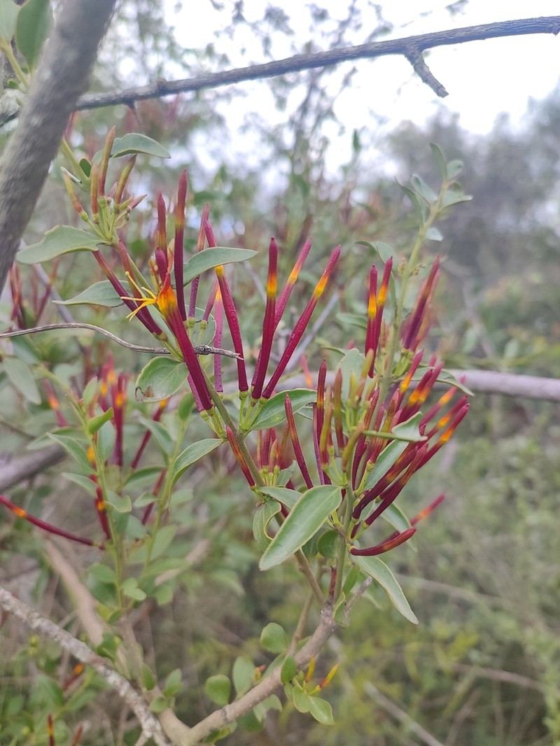 Agelanthus gracilis photo 6