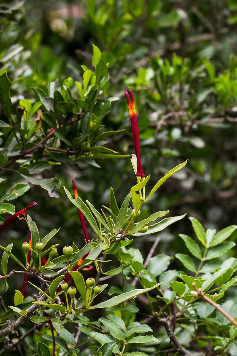 Agelanthus gracilis photo 7