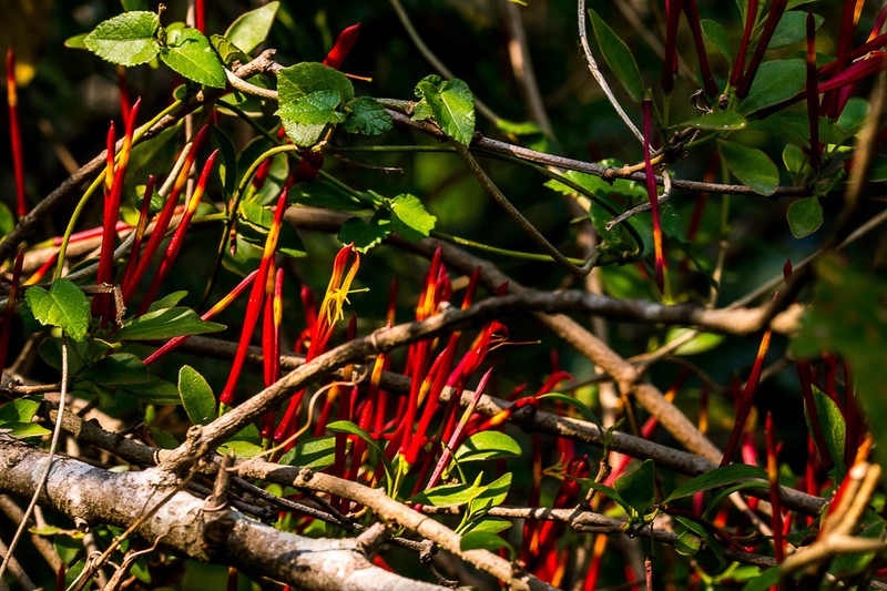Agelanthus gracilis photo 8