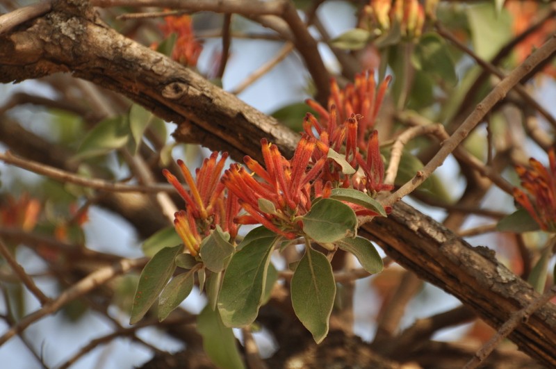 Agelanthus heteromorphus