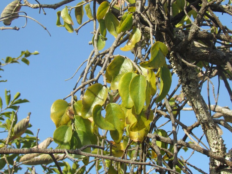 Agelanthus heteromorphus photo 3