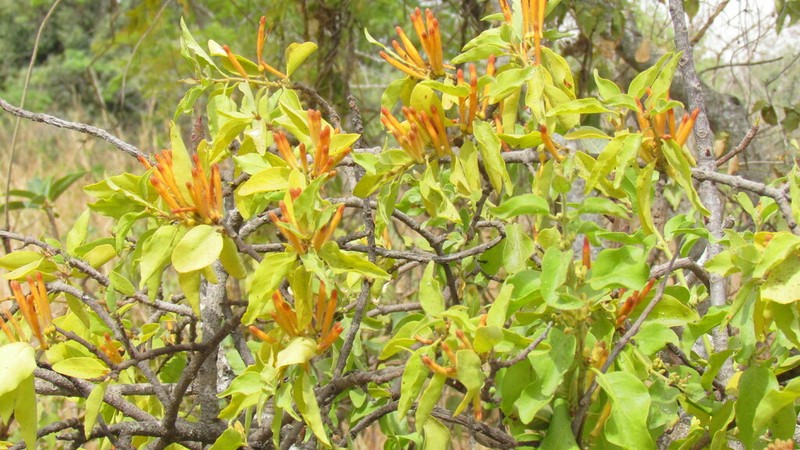 Agelanthus heteromorphus photo 4