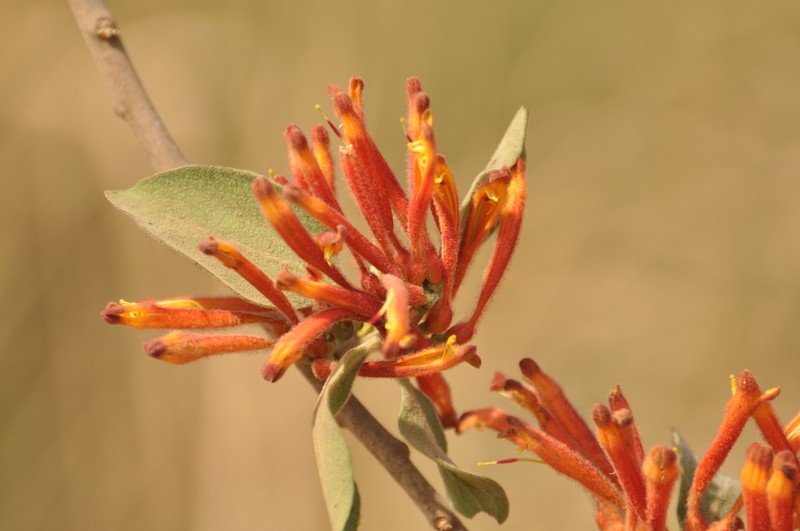 Agelanthus heteromorphus photo 5