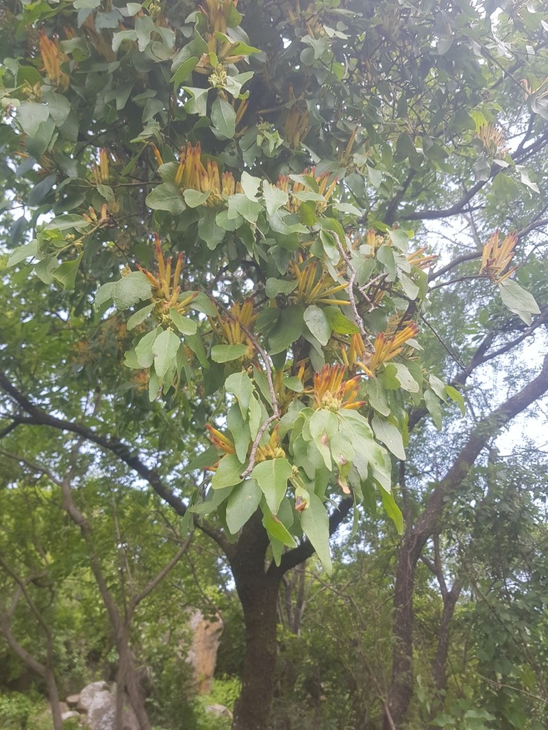 Agelanthus heteromorphus photo 6