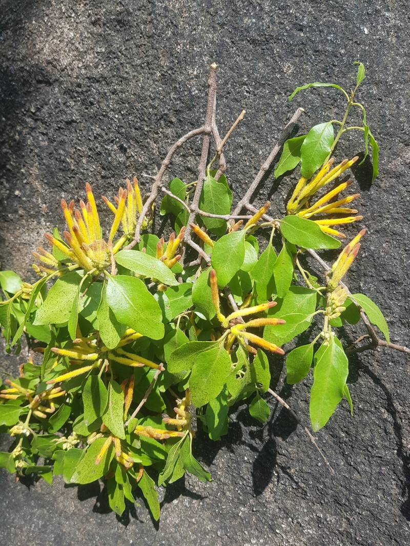 Agelanthus heteromorphus photo 7