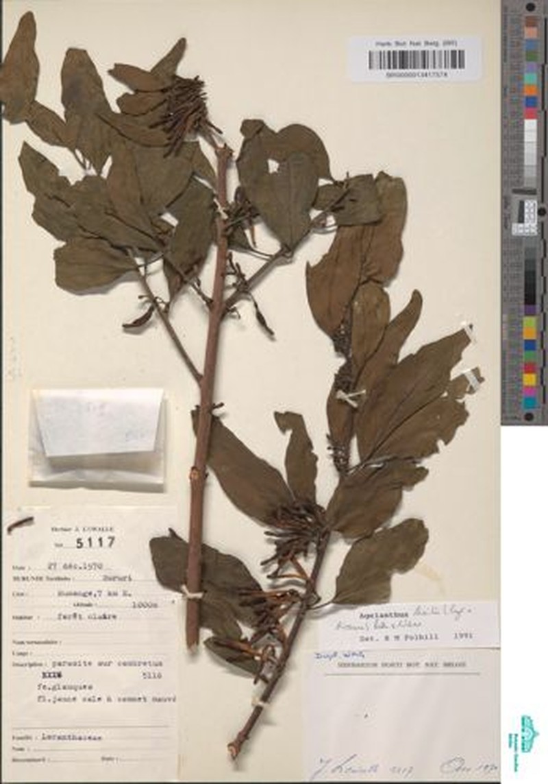 Agelanthus keilii photo 3