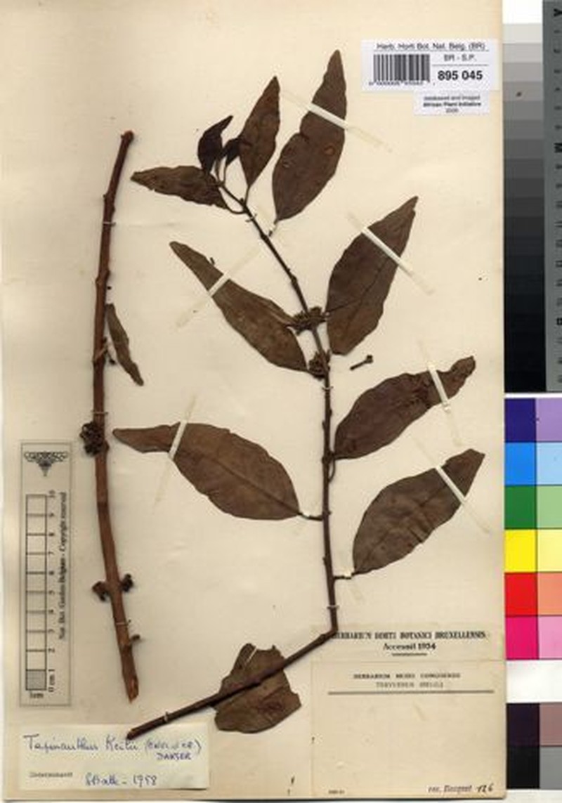 Agelanthus keilii photo 4