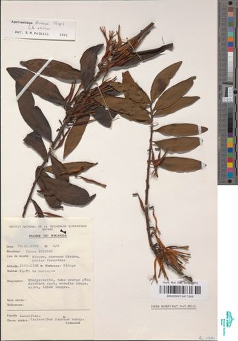 Agelanthus krausei
