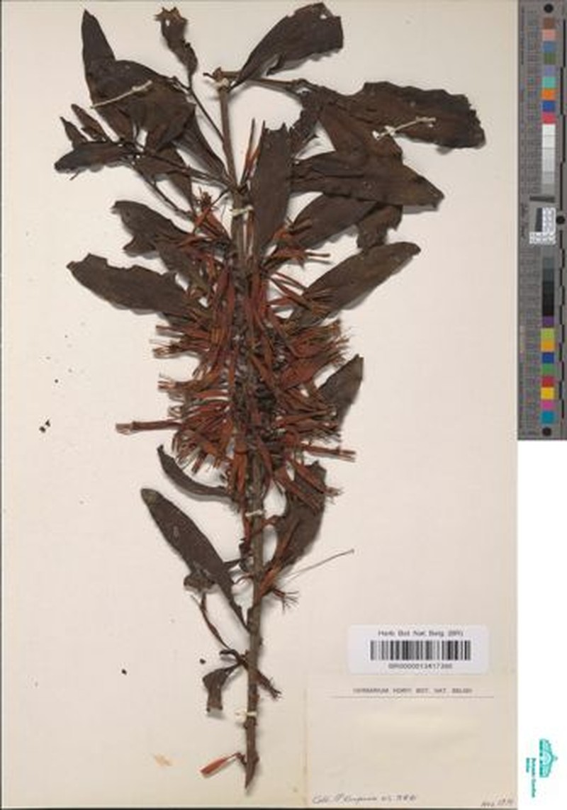 Agelanthus krausei photo 2
