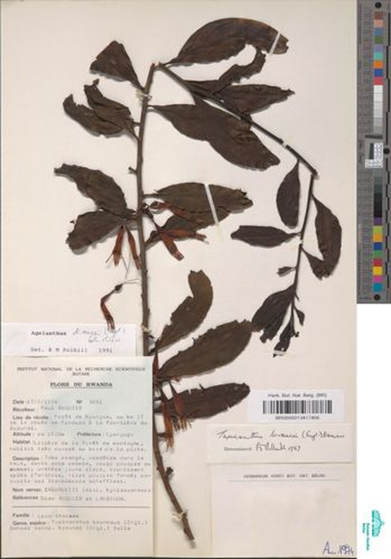 Agelanthus krausei photo 3