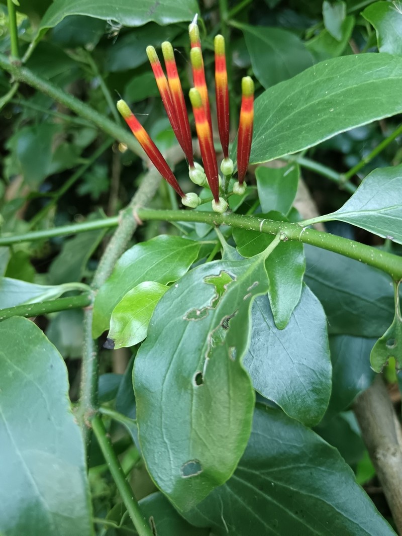 Agelanthus kraussianus