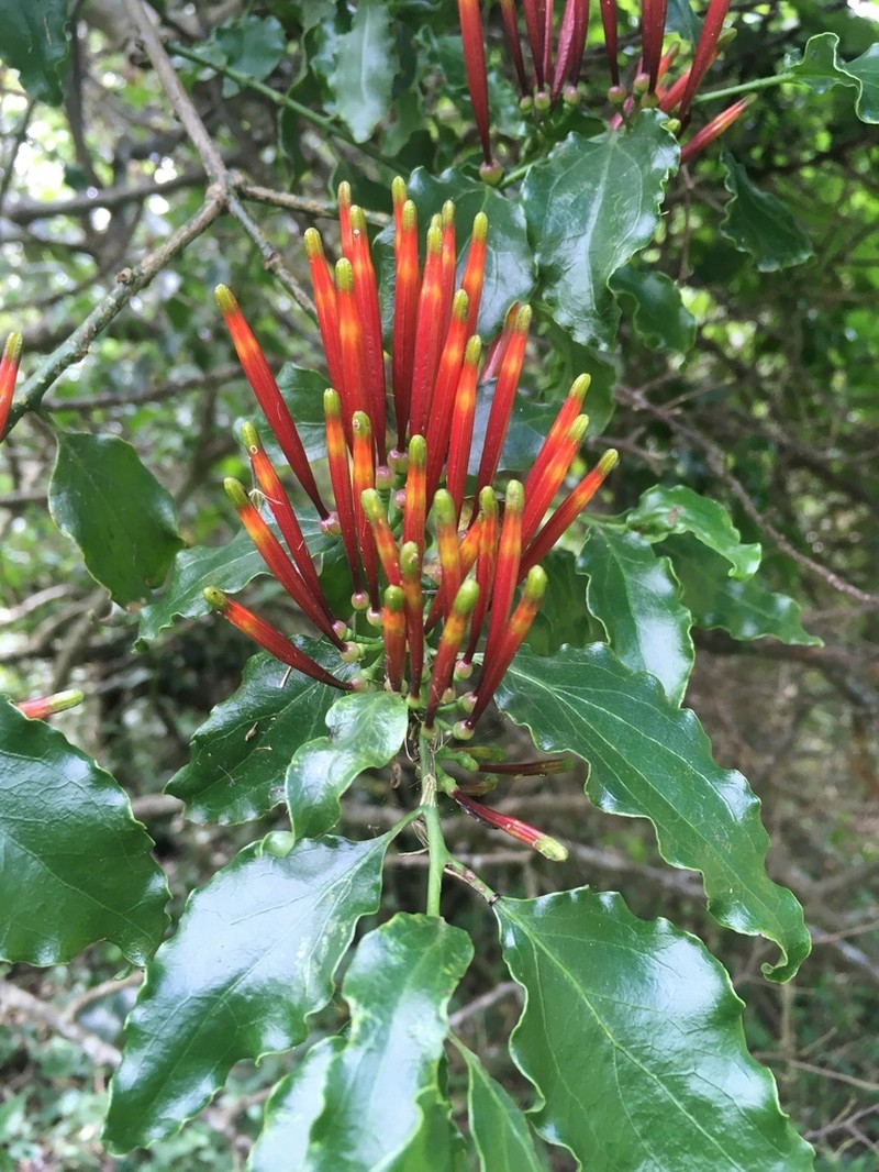 Agelanthus kraussianus photo 2