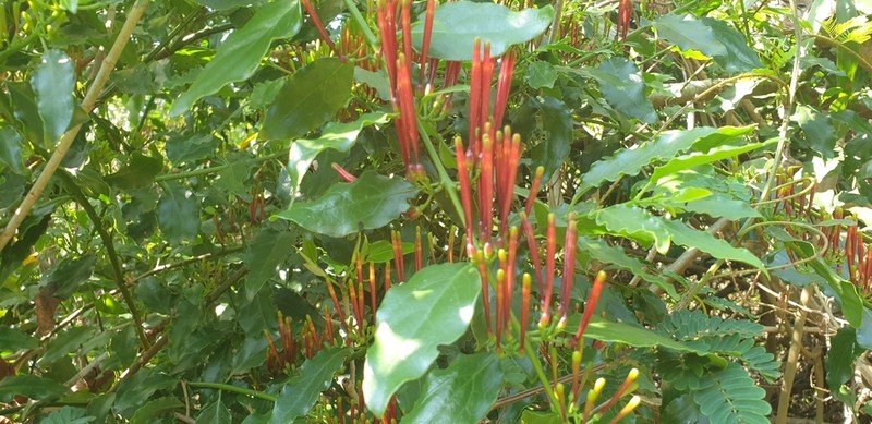 Agelanthus kraussianus photo 3