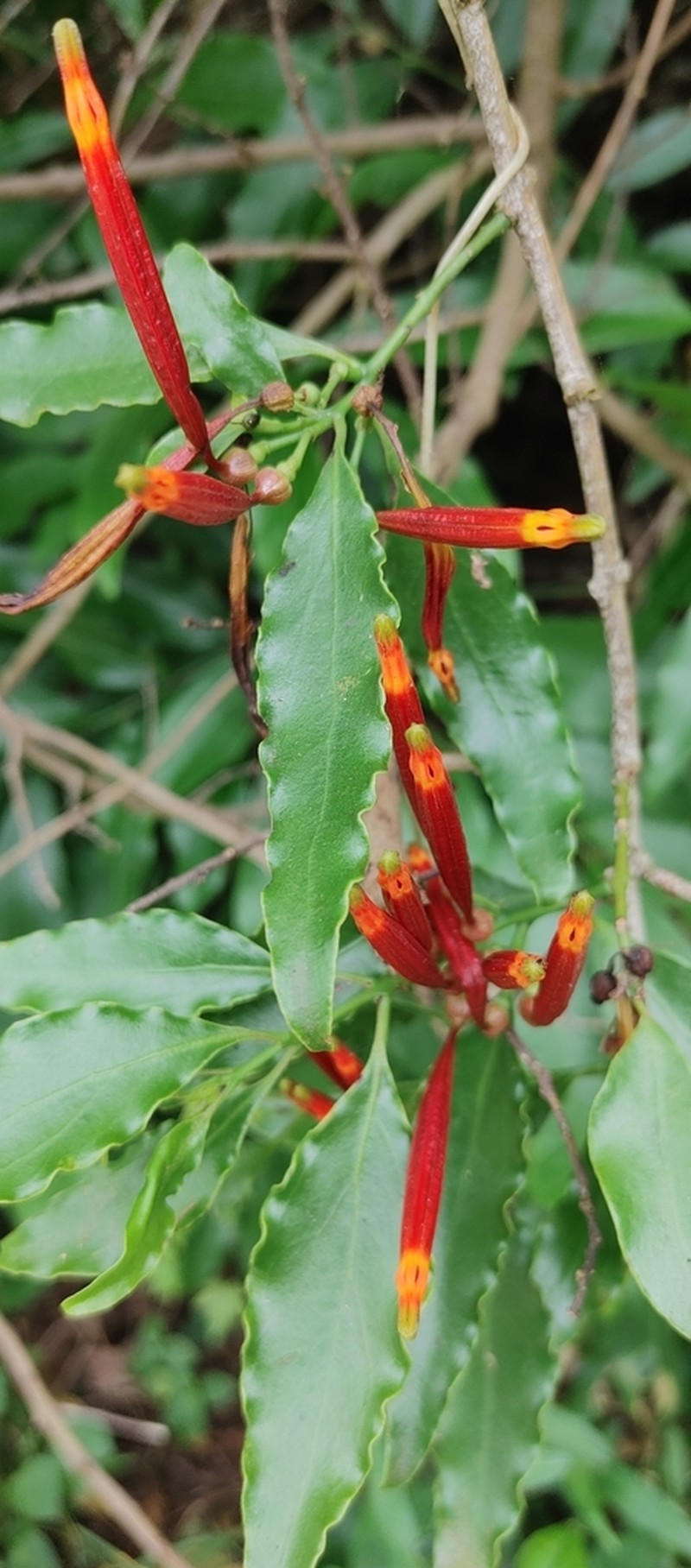Agelanthus kraussianus photo 5