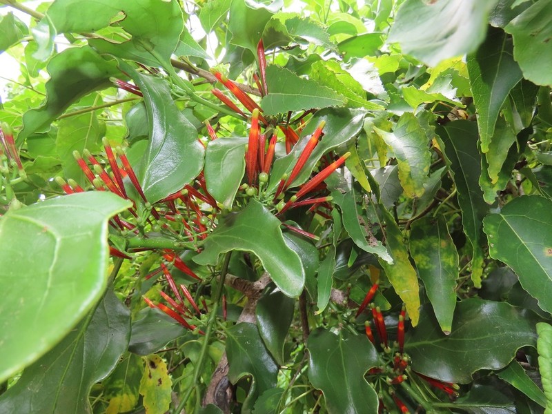 Agelanthus kraussianus photo 6