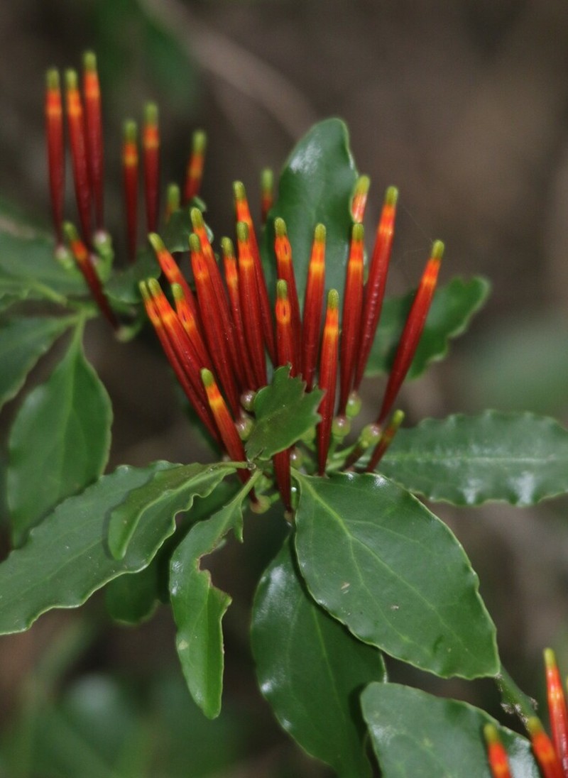 Agelanthus kraussianus photo 7