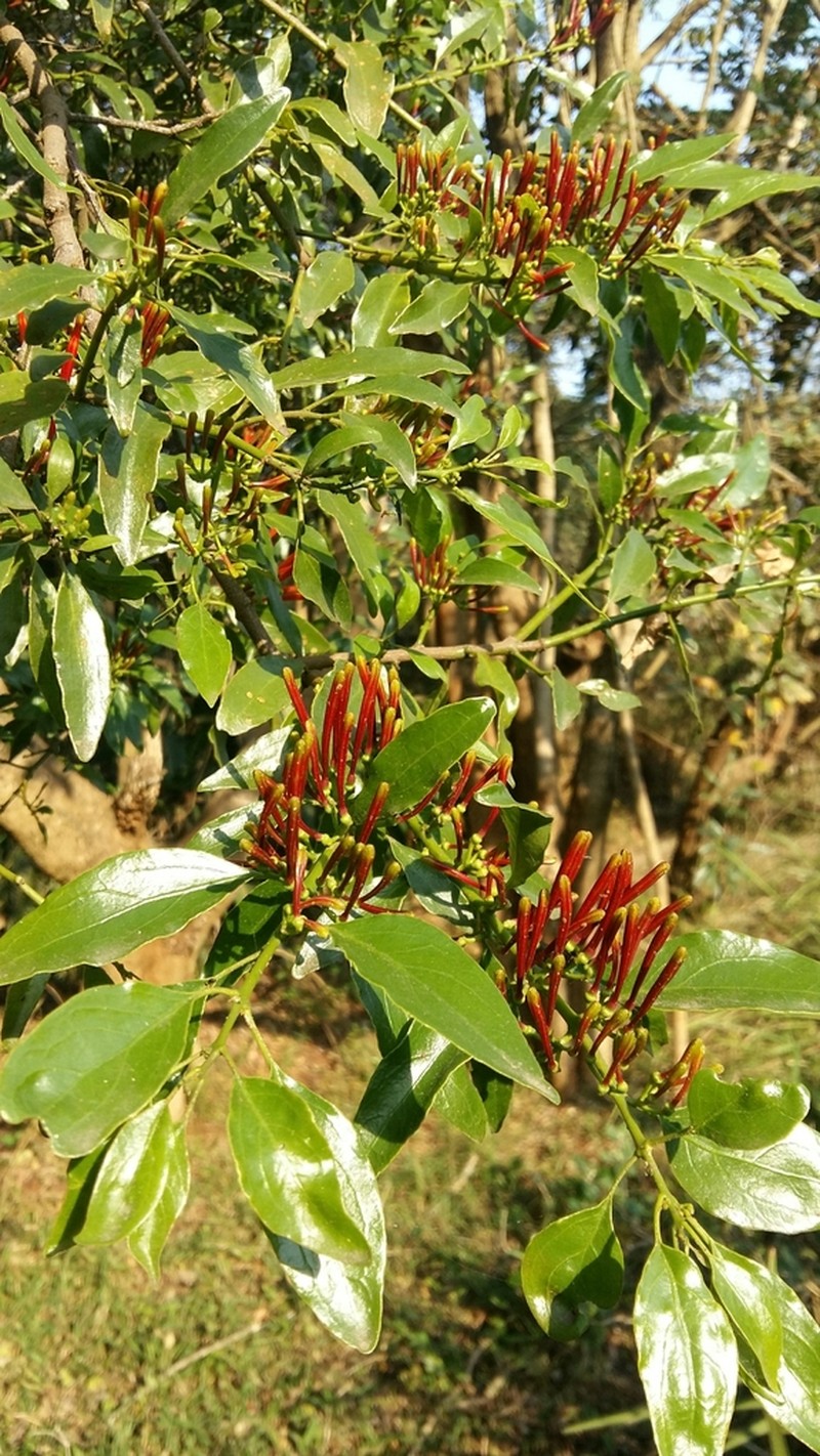 Agelanthus kraussianus photo 8