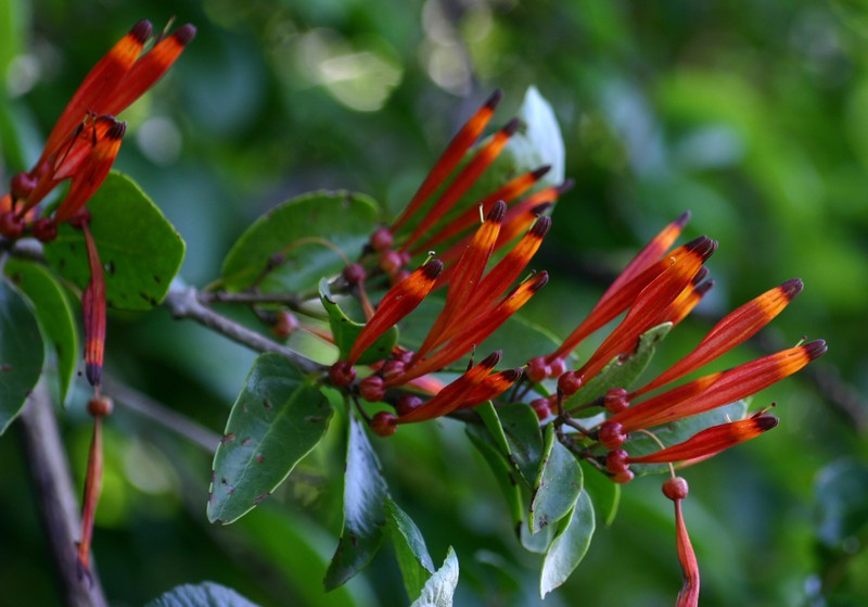 Agelanthus lancifolius photo 2