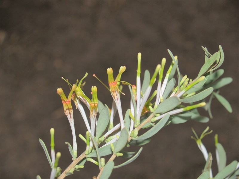 Agelanthus lugardii