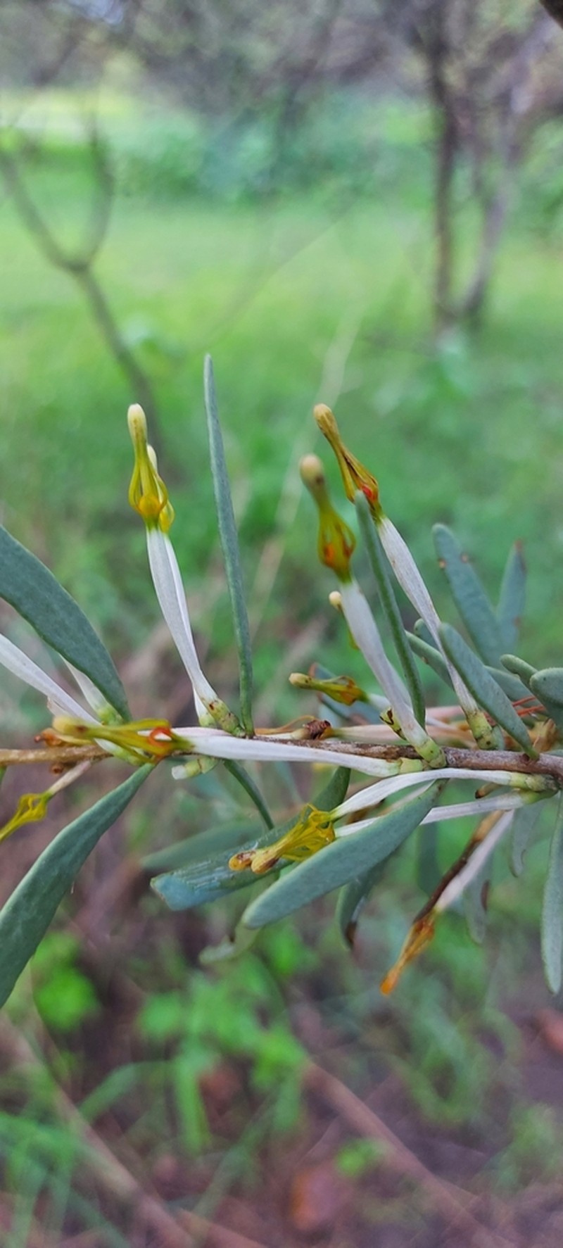 Agelanthus lugardii photo 2