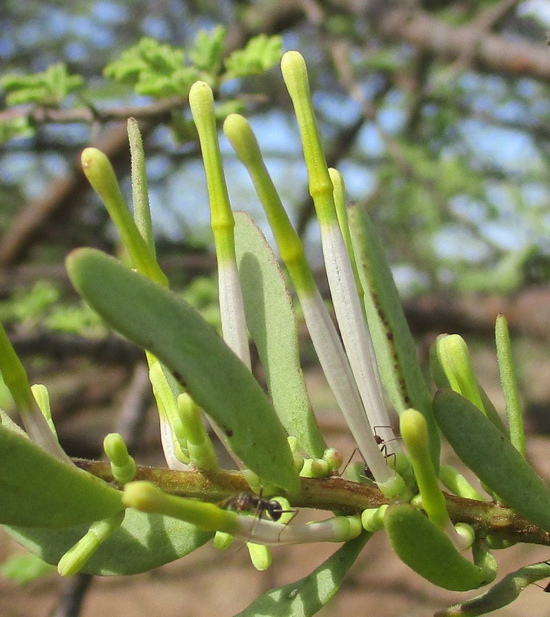 Agelanthus lugardii photo 3