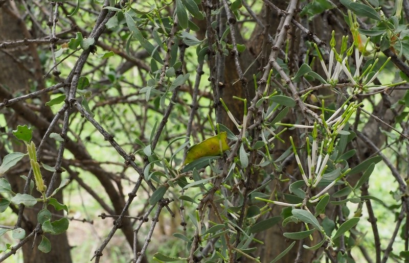 Agelanthus lugardii photo 4