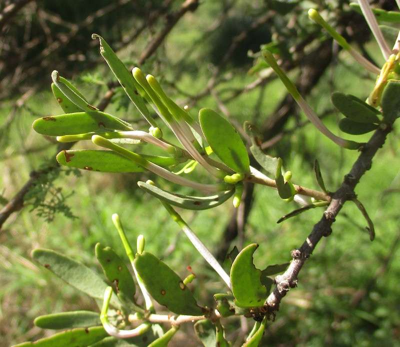 Agelanthus lugardii photo 5