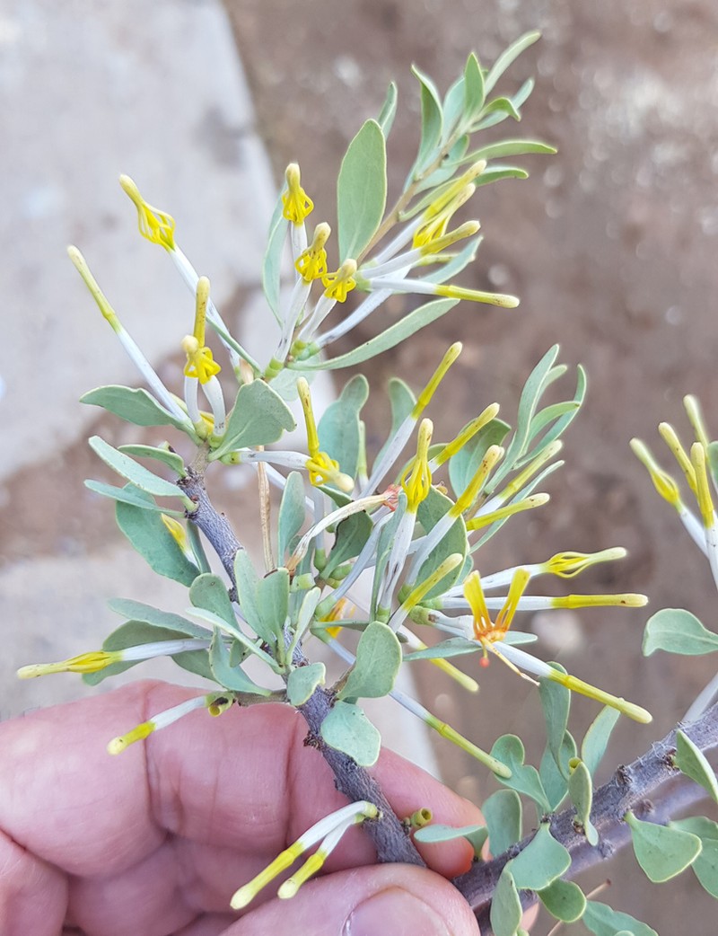 Agelanthus lugardii photo 6